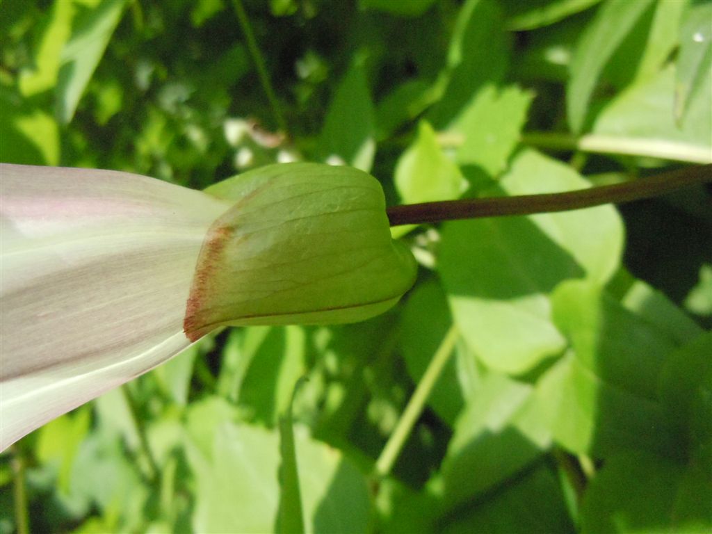 Calystegia silvatica